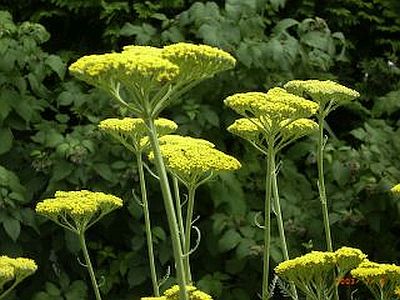 Achillea filipendulina 'Gold Plate'